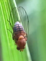 Sciadocera rufomaculata