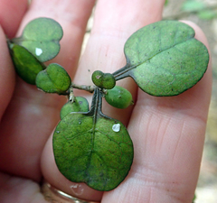 Coprosma spathulata spathulata