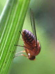 Sciadocera rufomaculata