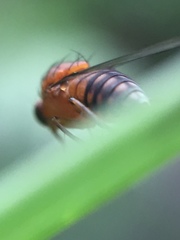 Sciadocera rufomaculata