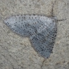 Colostygia multistrigaria