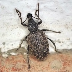 Otiorhynchus parvicollis