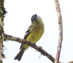 Zimmerius viridiflavus