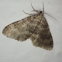 Colostygia multistrigaria