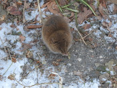 Microtus pennsylvanicus