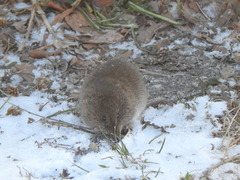 Microtus pennsylvanicus