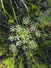 Ptilimnium capillaceum