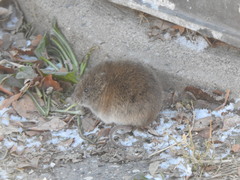 Microtus pennsylvanicus