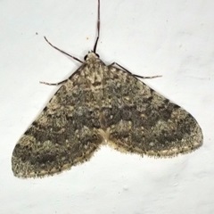 Colostygia multistrigaria