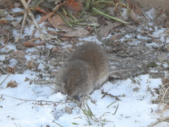 Microtus pennsylvanicus