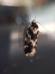 Barea confusella