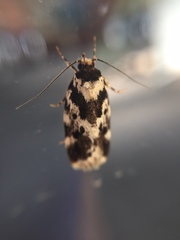 Barea confusella