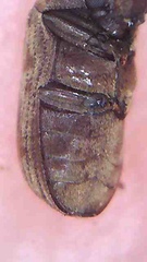 Methemus griseipilus