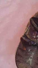 Methemus griseipilus