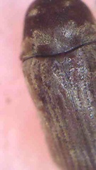 Methemus griseipilus