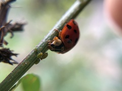 Harmonia axyridis