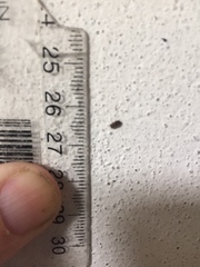 Methemus griseipilus