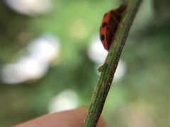 Harmonia axyridis