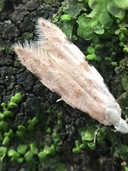 Endophthora omogramma