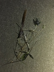 Halophila engelmannii