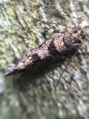 Parochmastis hilderi