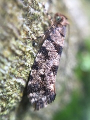 Parochmastis hilderi