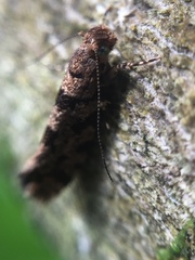 Parochmastis hilderi