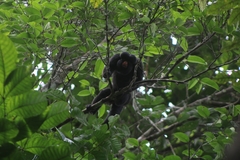 Chiropotes albinasus