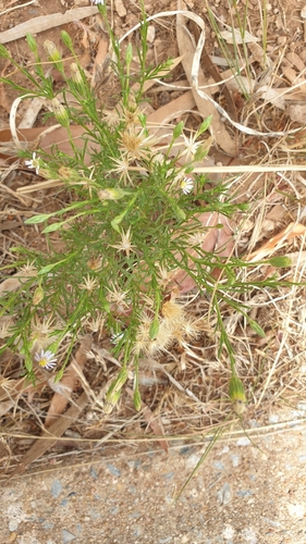 Image of Vittadinia blackii by (c) Rosalie Lawrence, some rights reserved (CC BY)