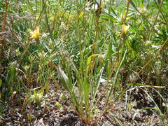 Microseris nutans