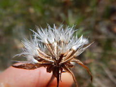 Microseris nutans