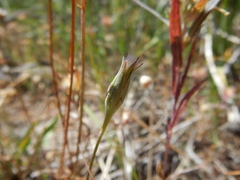 Microseris nutans