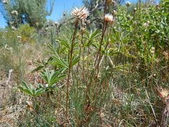 Microseris nutans