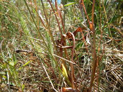 Microseris nutans