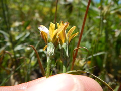 Microseris nutans