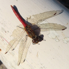 Sympetrum frequens