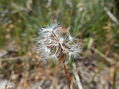 Microseris nutans