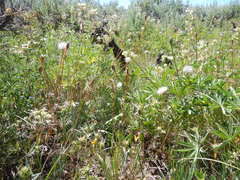 Microseris nutans