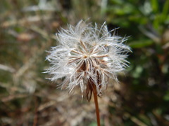 Microseris nutans