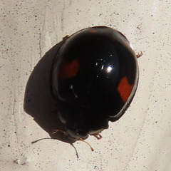 Harmonia axyridis