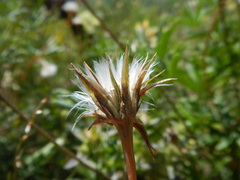Microseris nutans