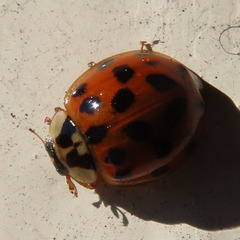 Coccinellidae