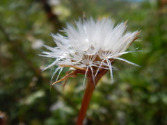 Microseris nutans