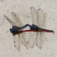 Sympetrum frequens
