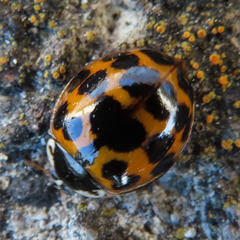 Coccinellidae