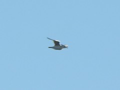 Larus argentatus