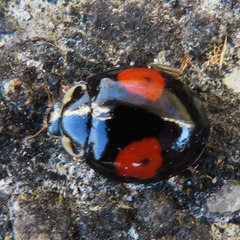 Harmonia axyridis
