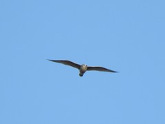 Larus argentatus