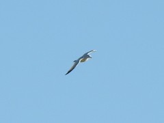 Larus argentatus