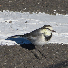 Motacilla alba lugens